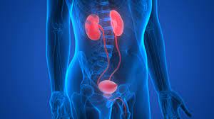 Urology Services